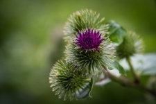 Thistle, Wild Plant, Weed