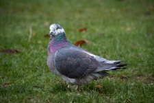 Domestic Pigeon, City Pigeon