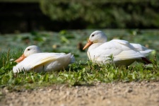 Ducks, White Duck