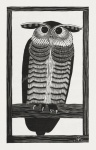 Owl Old Vintage Illustration