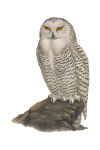 Owl Vintage Illustration Clipart