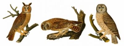 Owls Birds Vintage Clipart