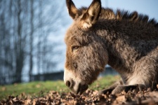 Donkey, Animal Portrait