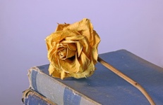 Faded Dead Rose On Old Books