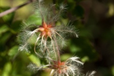 Feathery Detail Of Clematis Seed