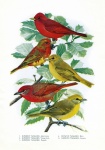 Finches Birds Vintage Illustration