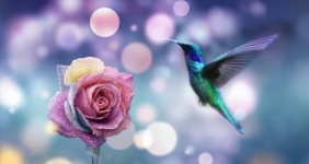 Flower, Rose, Hummingbird, Bird