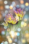 Flowers, Buds, Bokeh, Glare, Tulips