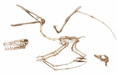 Pterosaur Fossils Vintage Art
