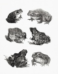 Frog Toad Illustration