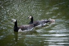 Goose, Barnacle Goose, Bird
