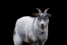 Goat, Farm Animal, Mammal