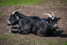 Goat, Mammal, Black Goat