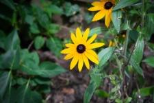 Yellow Flower, Rudbeckia, Plant
