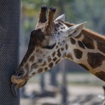 Giraffe Licking Tree Metal