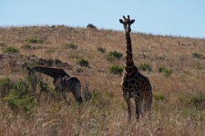 Giraffe Standing On Foot Of A Hill