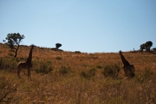 Giraffes Standing On A Grassland