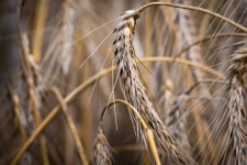 Grain, Corn, Agriculture