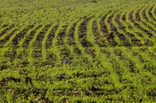 Green Ploughed Field - Curved Lines