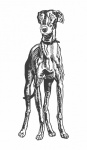 Greyhound Dog Drawing
