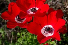 Group Of Red Anemone Flowers