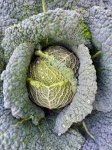 Kale Vegetable Bed Garden