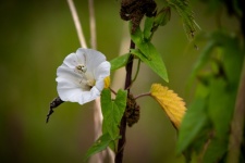 Bindweed, White Spider, Insect
