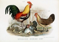 Rooster Chickens Illustration Art