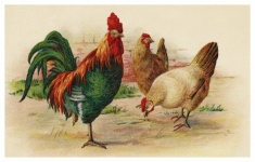Rooster Chickens Postcard Illustration