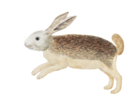 Hare Vintage Illustration Clipart