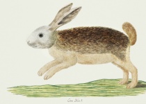 Hare Vintage Illustration Art