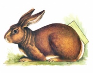 Hare Vintage Illustration Art