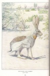 Hare Vintage Art Illustration