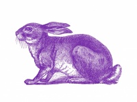 Bunny Drawing Graphic Clipart