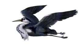 Heron Flying Vintage Clipart
