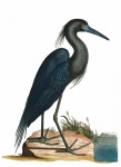 Heron Vintage Clip Art