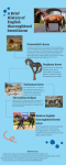 History Of English Thoroughbred