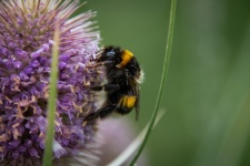 Bumblebee, Bee, Insect