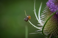 Honeybee, Bumblebee, Insect