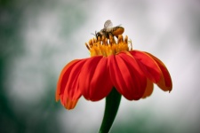 Honeybee, Insect, Bee