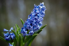 Hyacinth, Flower, Bulbous Plant, Flora