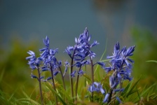 Hyacinth, Wild Hyacinth, Flora