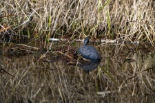 Turtle In Swamp