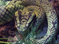 Pit Viper Snake