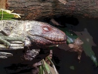 Guatemalan Beaded Lizard