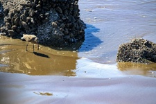 Curlew Shore Bird