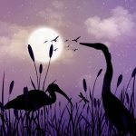 Herons In Wetland Illustration