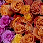 Assorted Colored Roses