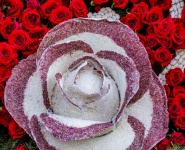 Rose Made Of Crushed Flower Pedals