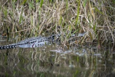 Alligator In The Swamp